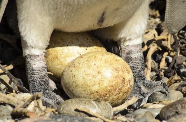 Different Bird Types & Their Traits - Bird characteristics