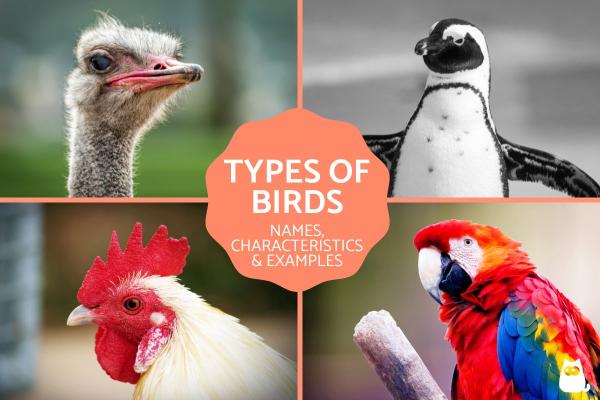 Different Bird Types & Their Traits