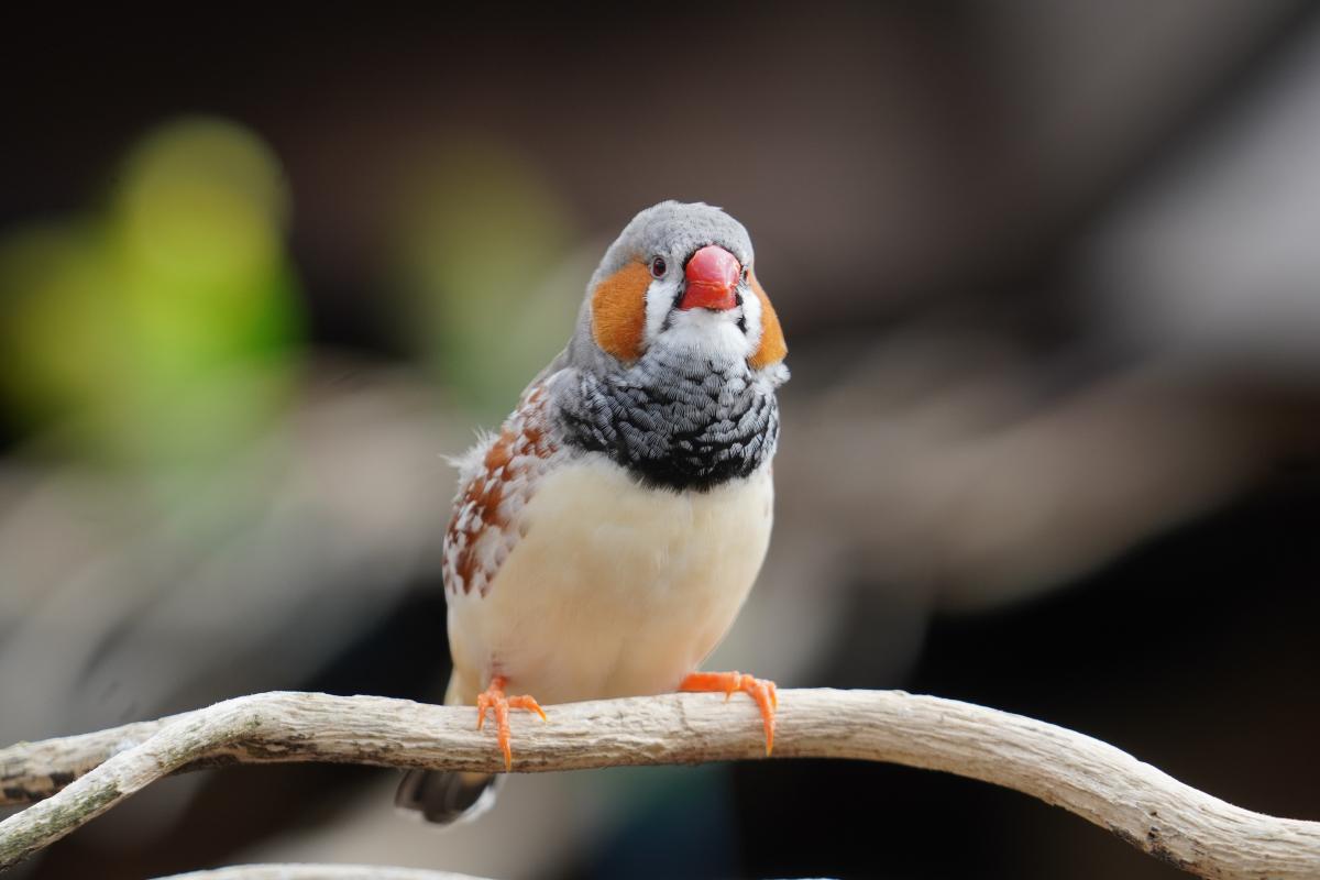 Fruits and Vegetables for Zebra Finches