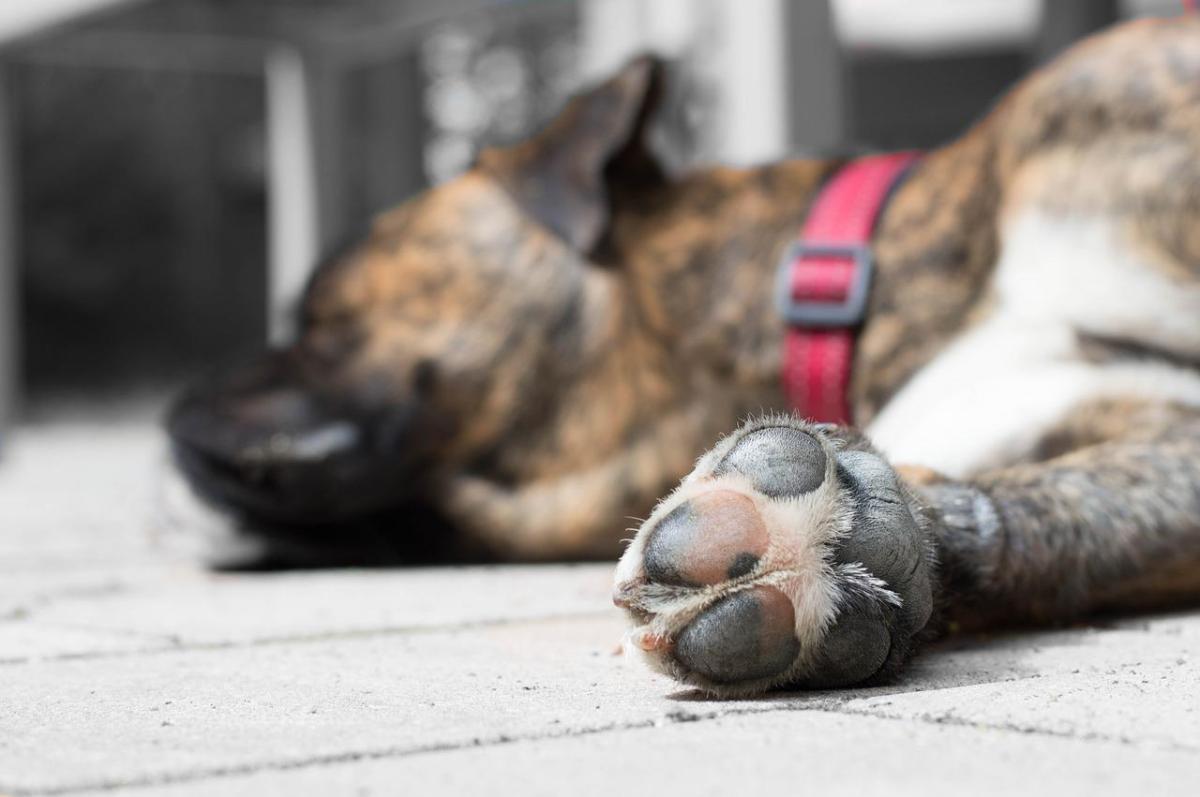 My Dog’s Paws Are Swollen - Causes and Treatment