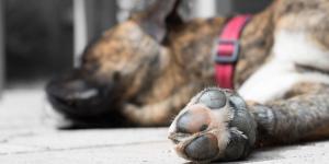 My Dog’s Paws Are Swollen - Causes and Treatment