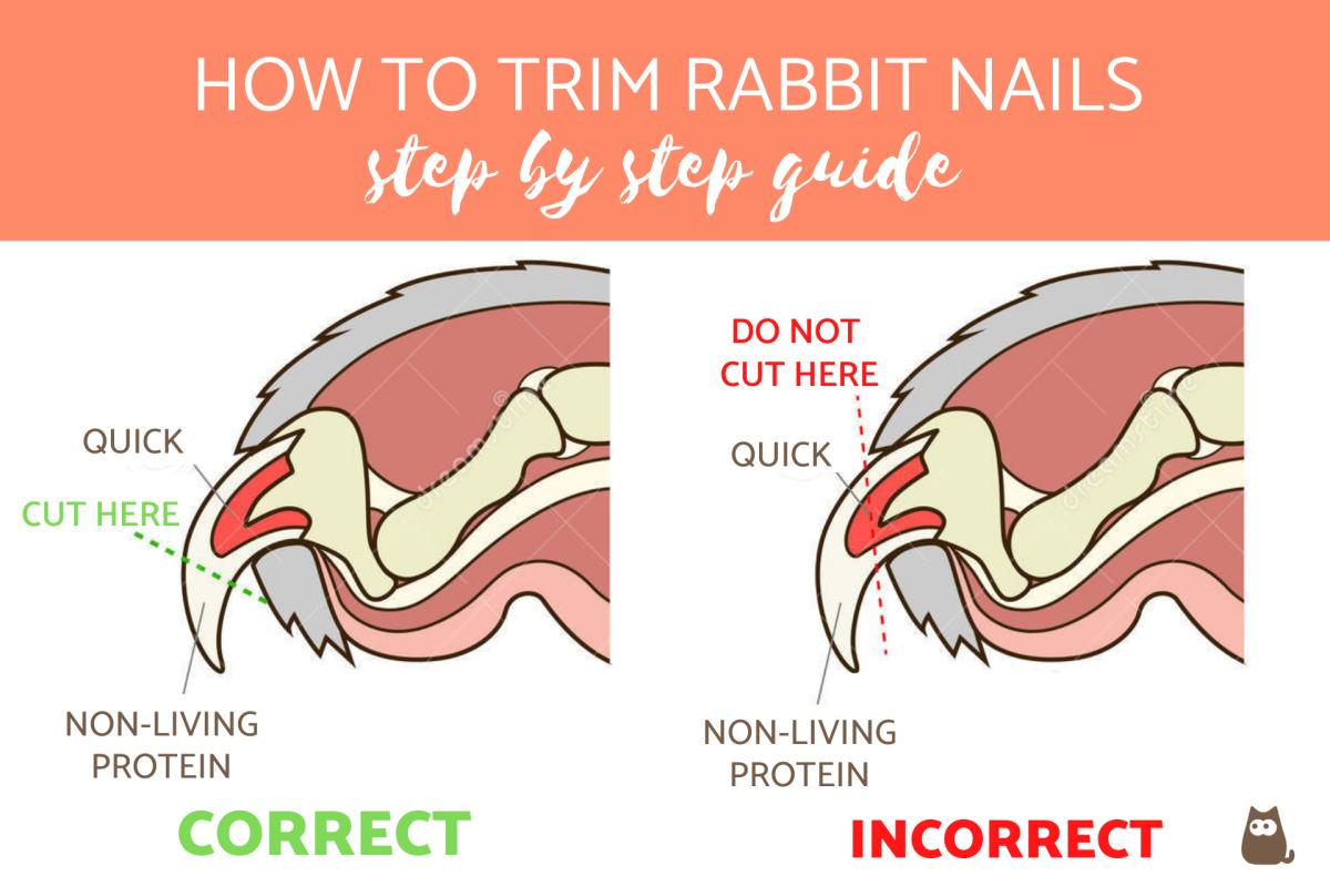 My Rabbit Has Long Nails, Should I Trim Their Nails?