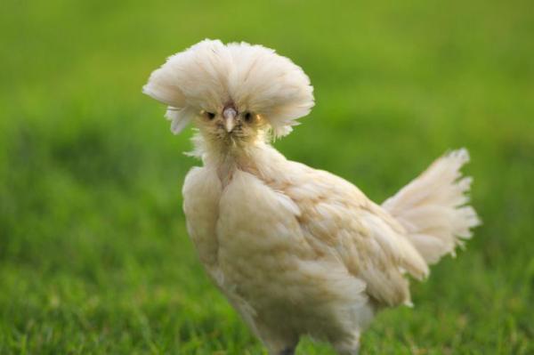 Different Bird Types & Their Traits - Neognathae birds