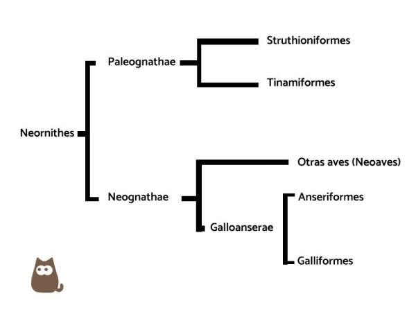 Different Bird Types & Their Traits - Types of birds