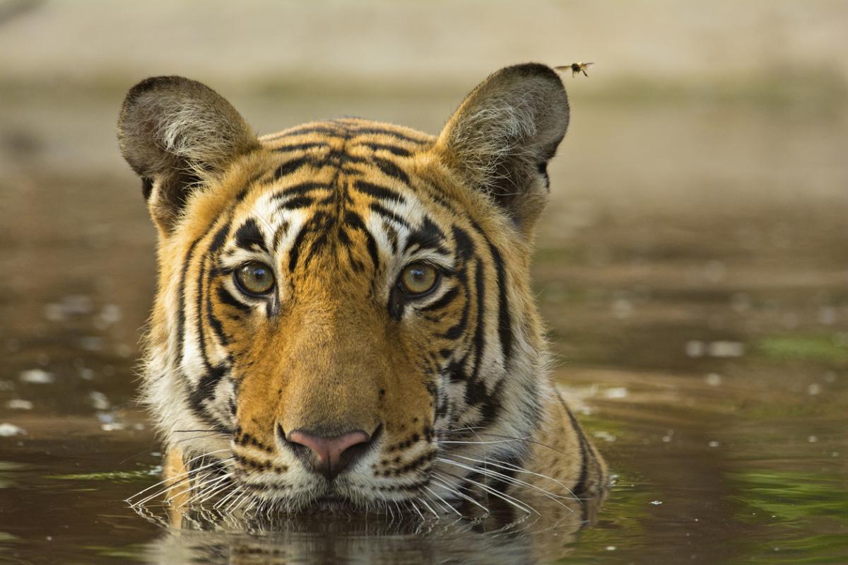 Endangered Animals of India - With Pictures