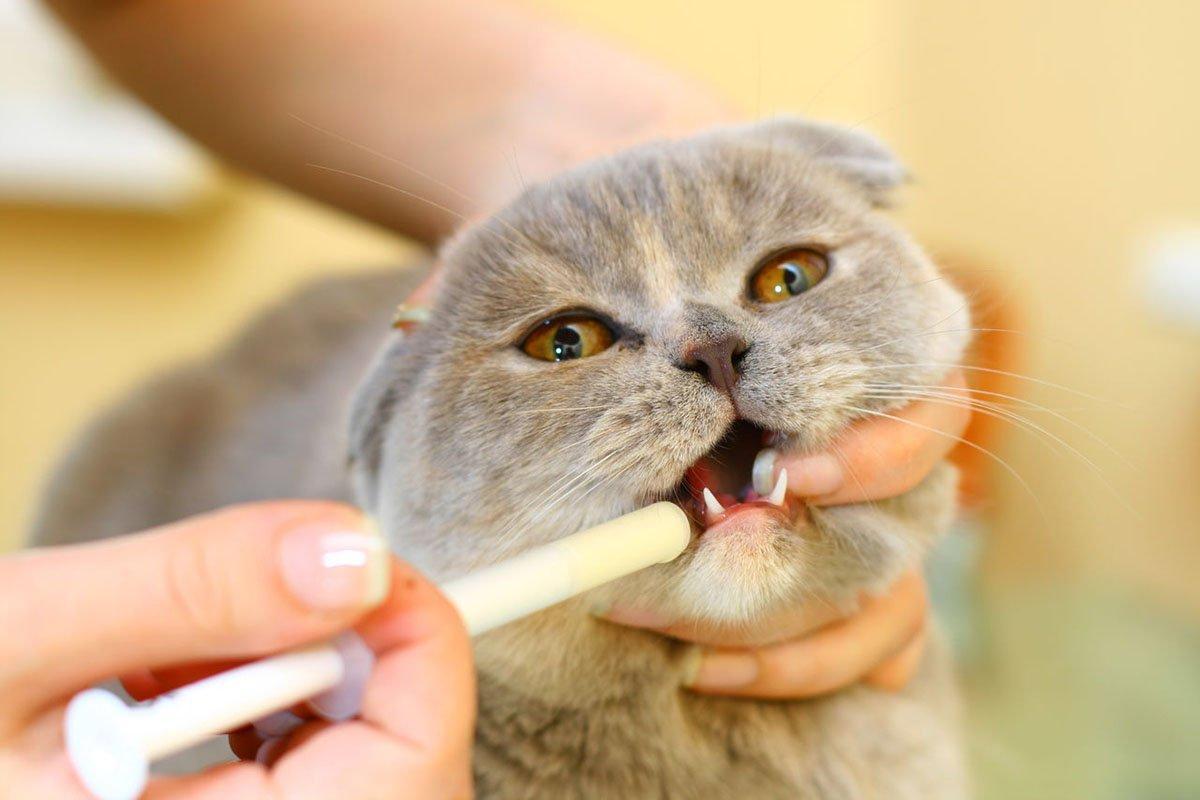 Meloxicam for Cats - Uses, Dosage, and Side Effects