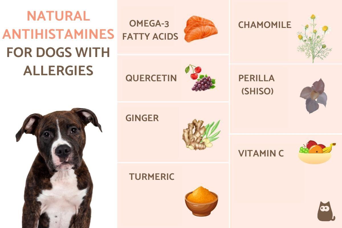 Natural Antihistamines for Dogs with Allergies