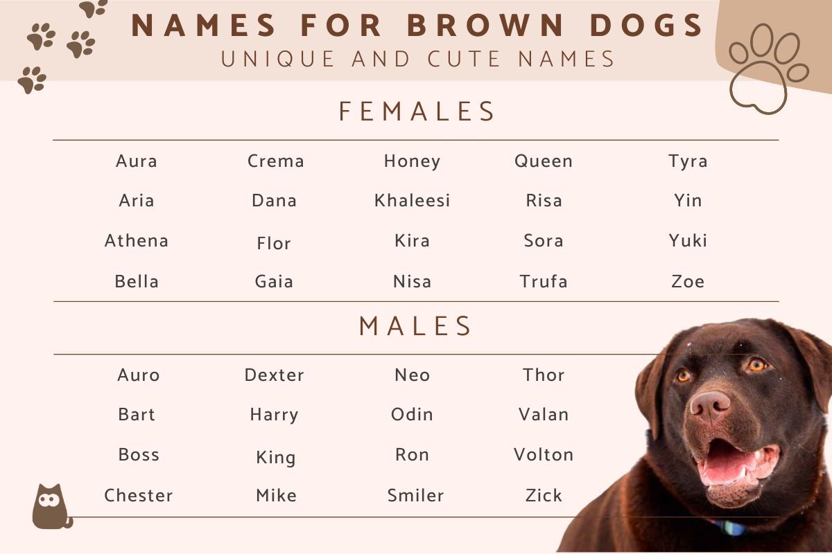 Names for Brown Dogs