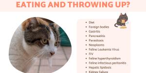 Why Is My Cat Not Eating and Throwing Up?