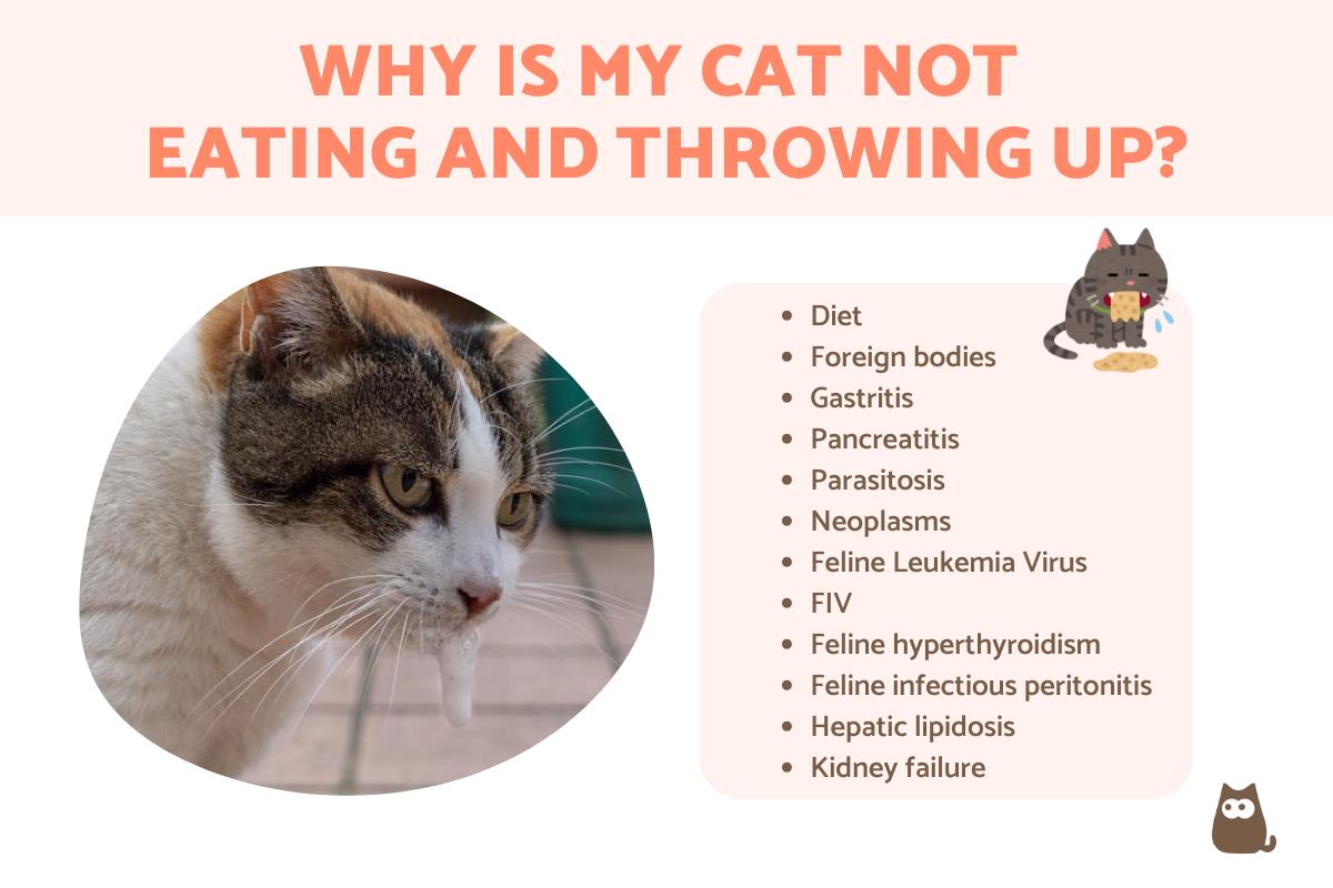 Why Is My Cat Not Eating and Throwing Up Causes and Treatment