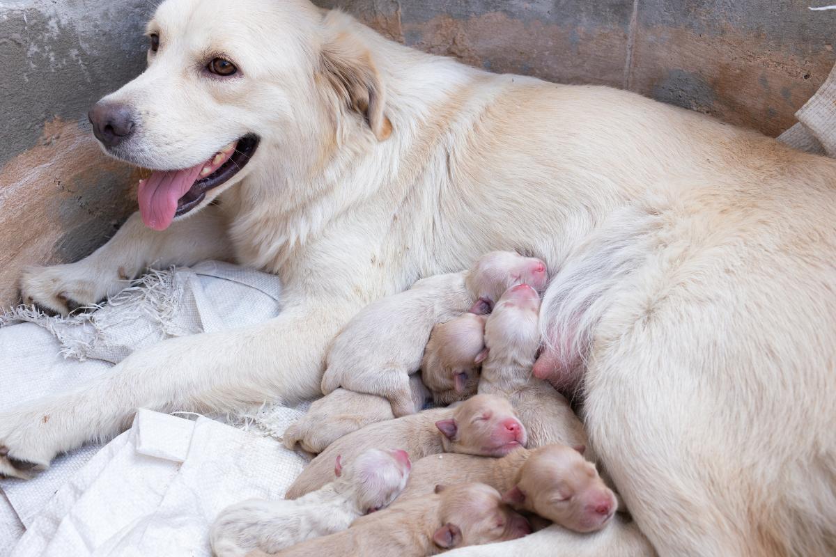 How to Know When Your Dog Is Done Giving Birth