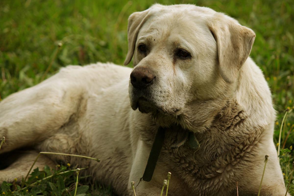 Why Does My Dog Smell Like Fish?
