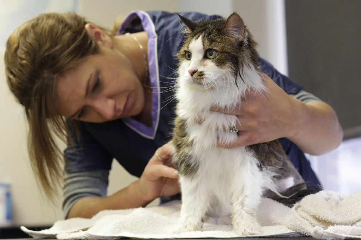 Why is My Cat Shedding so Much All of a Sudden?