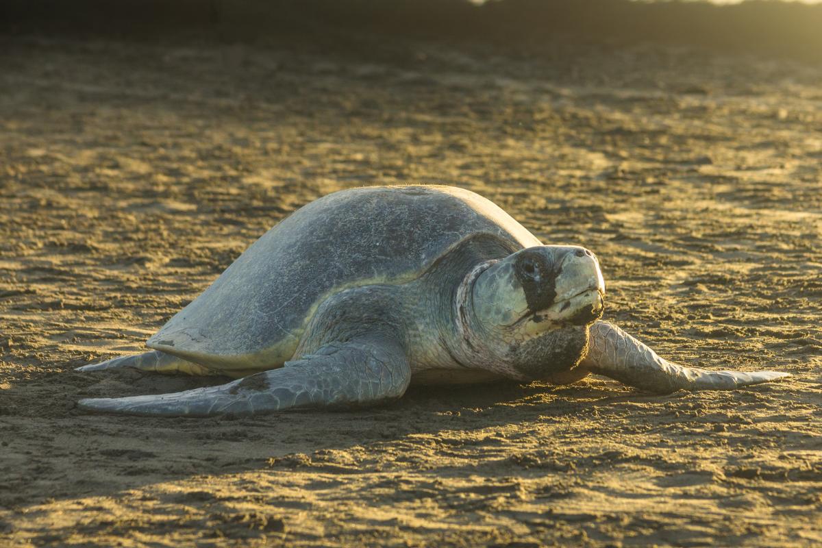 7 Types of Sea Turtles - Key Features, Habitats & Facts