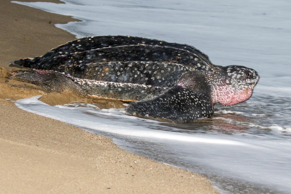 7 Types of Sea Turtles - Key Features, Habitats & Facts