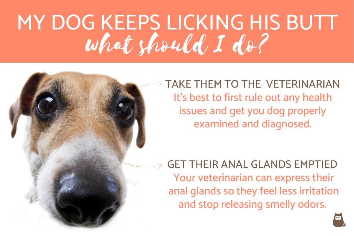 My Dog Keeps Licking His Butt and It Smells