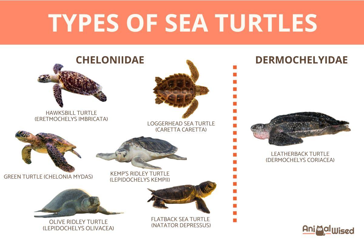 What Are the 7 Types of Sea Turtles?