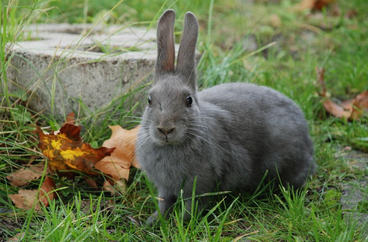 Advantages and Disadvantages of Having a Rabbit