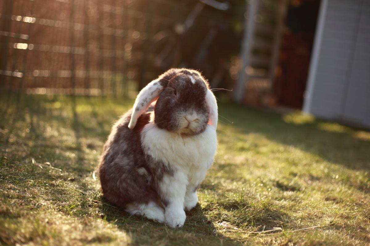 Most Common Diseases in Rabbits