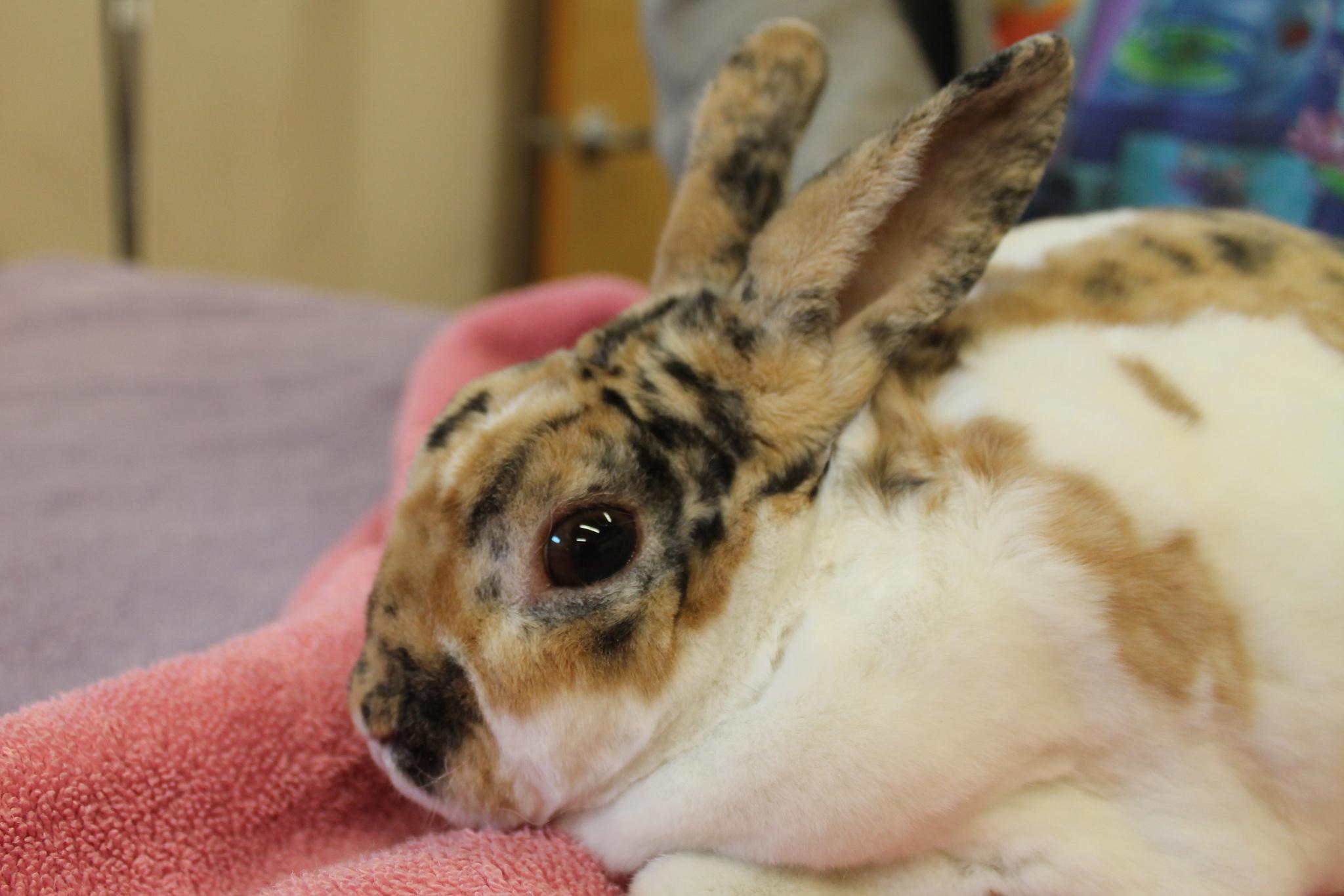 Most Common Rabbit Diseases Explained!