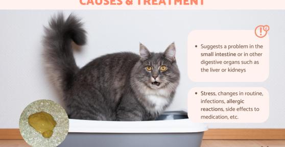 My Cat Is Pooping Yellow Feces - Causes and Treatment