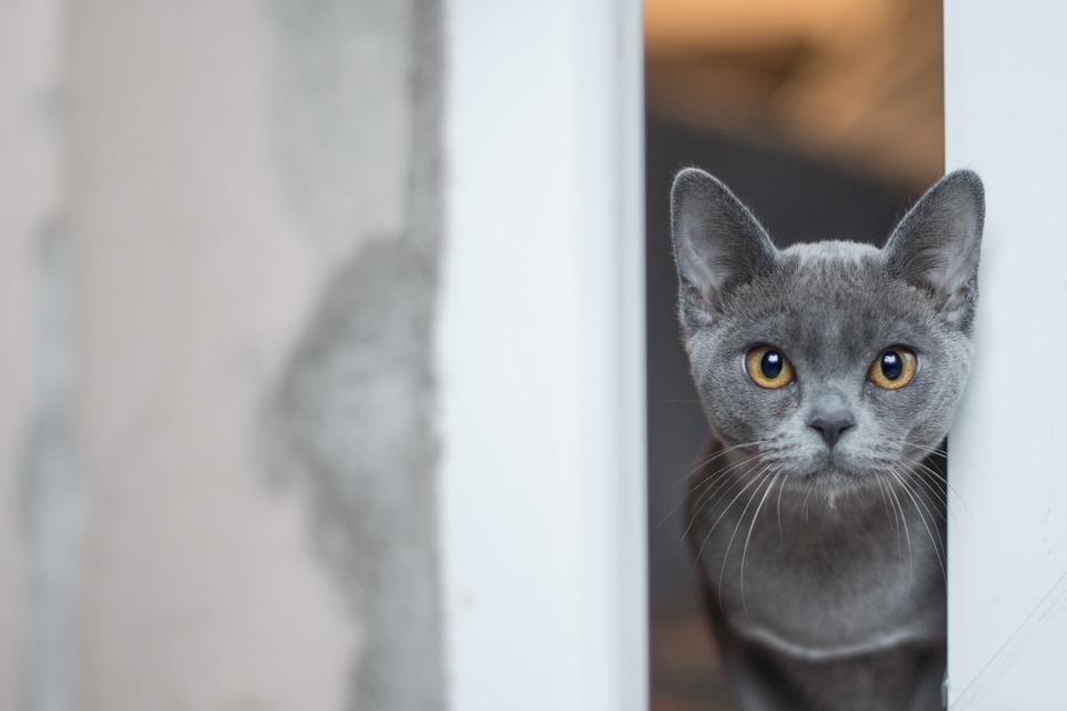 Vestibular Disease In Cats Symptoms, Causes and Treatment