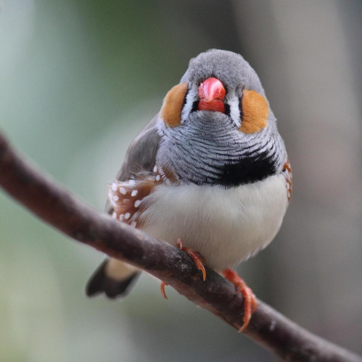 Diet of the Zebra Finch