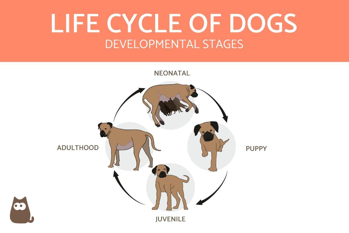 Life Cycle of a Dog - Stages of Development