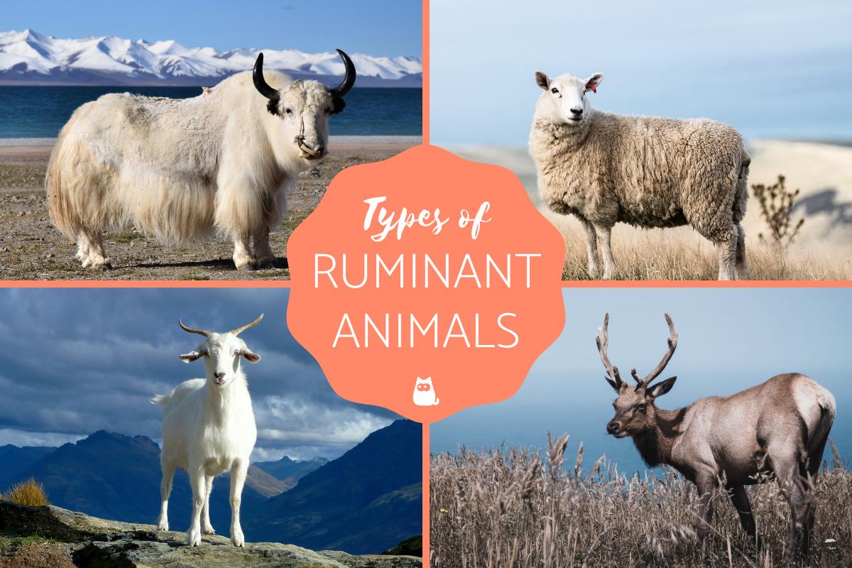 www.animalwised.com