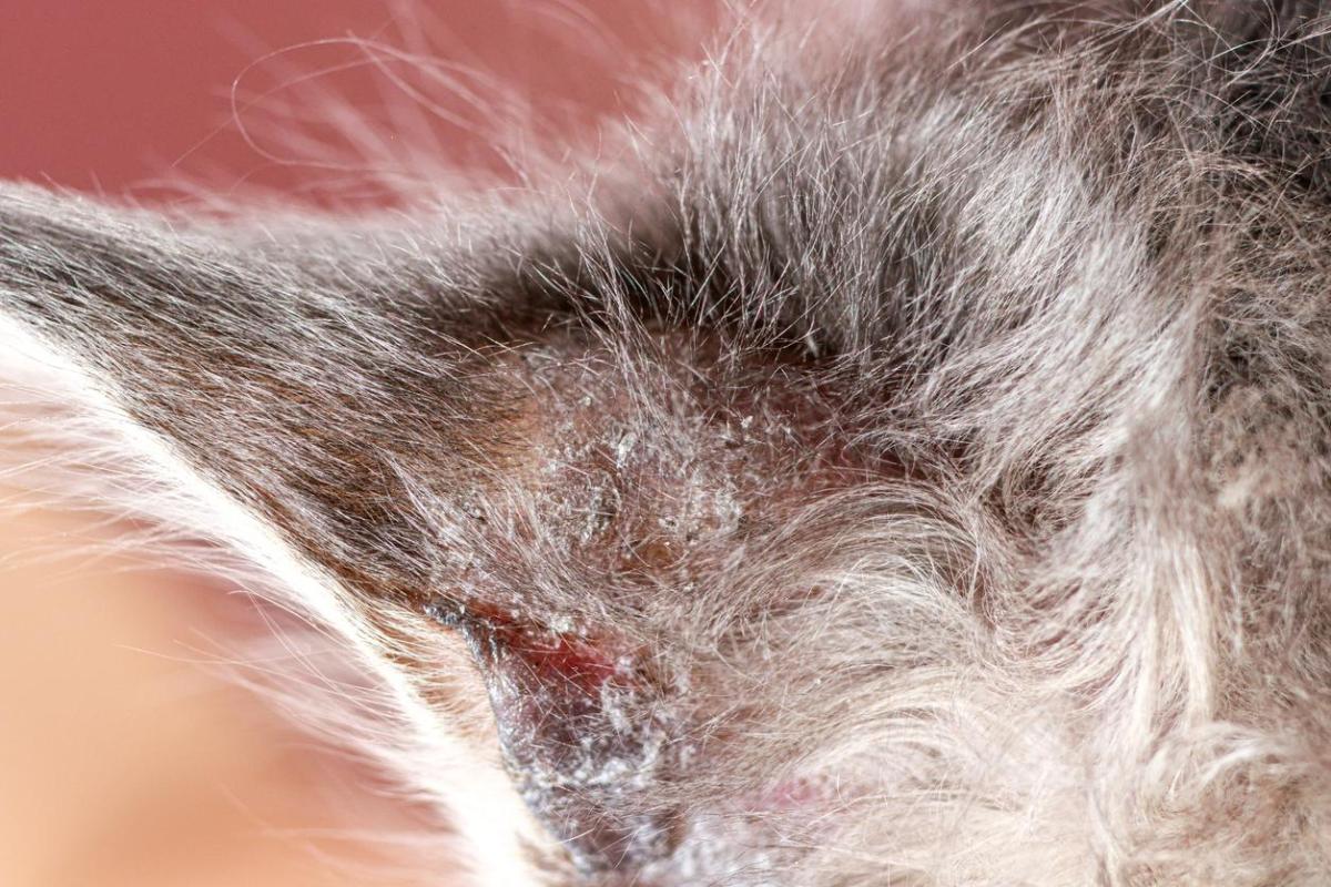 Atopic Dermatitis in Cats - Causes, Symptoms and Treatment
