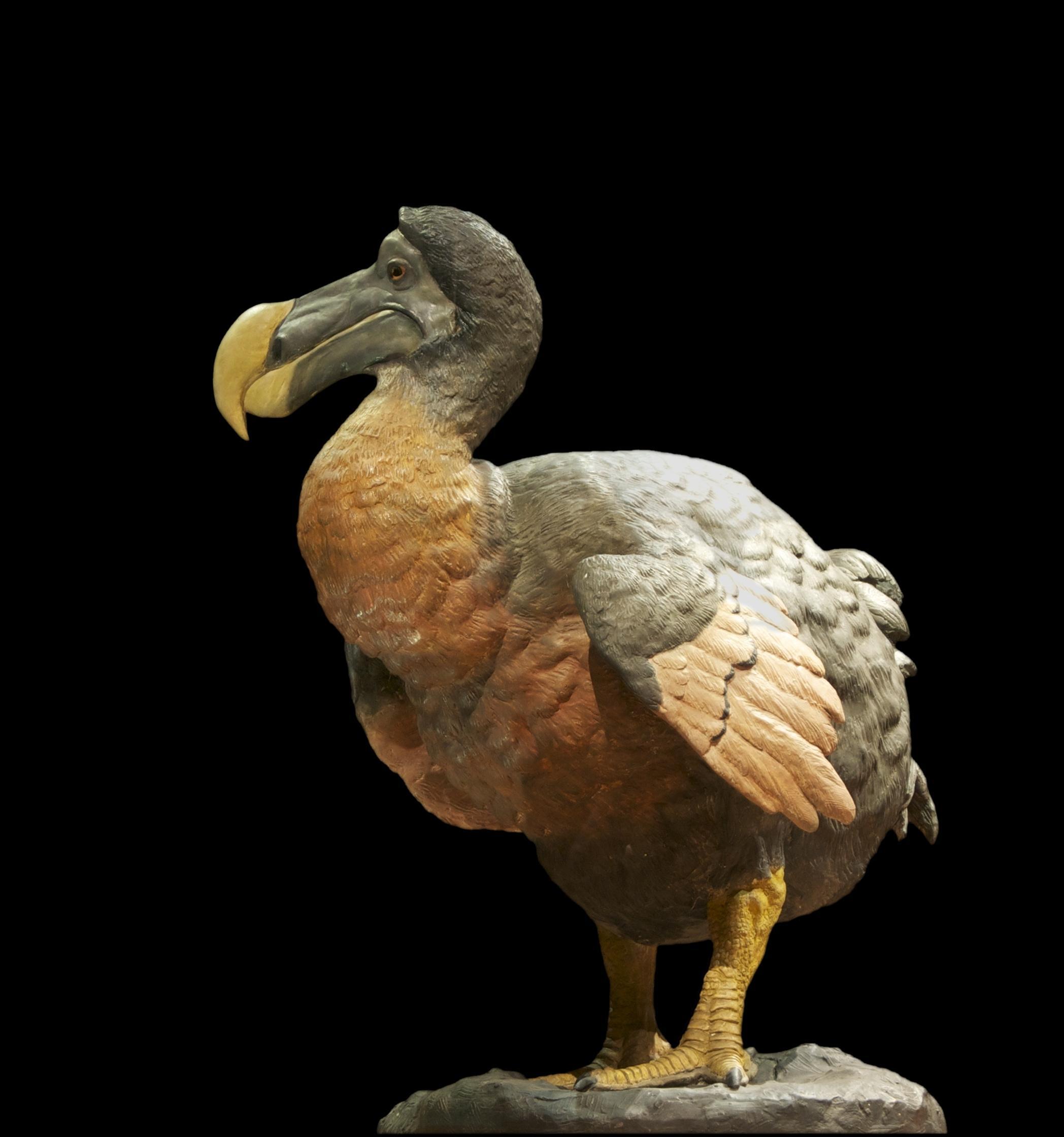 Why Did the Dodo Go Extinct? - Understanding Dodo Bird Extinction