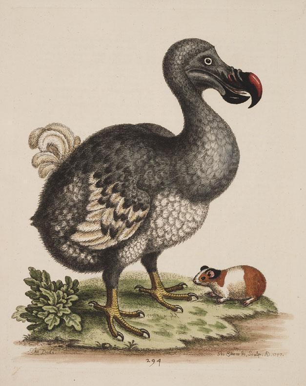 Why Did the Dodo Go Extinct? - Understanding Dodo Bird Extinction