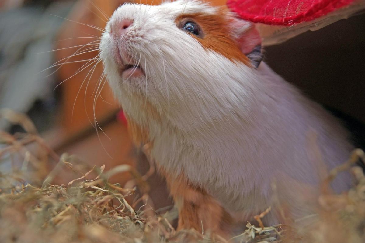 Guinea Pig’s Vision - How Guinea Pigs See