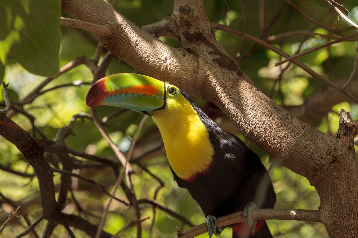 10 Native Oaxacan Animals - With Photos