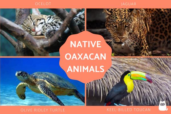 10 Native Oaxacan Animals - With Photos