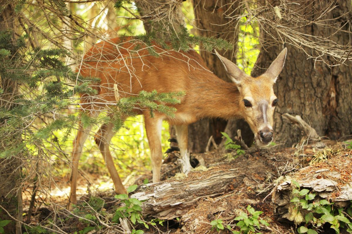 10 Native Oaxacan Animals - With Photos