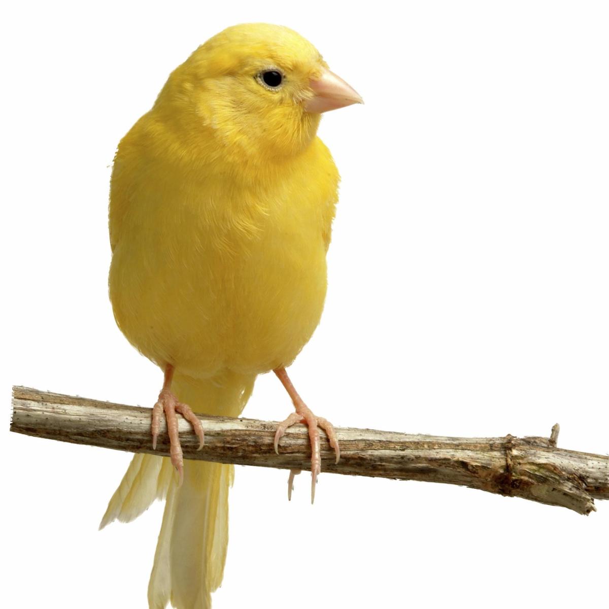 Why has my Canary Stopped Singing?