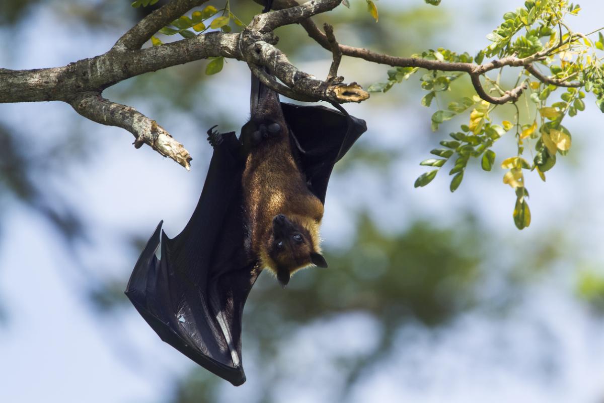 Fruit Bats as Pets: Guidelines and Tips