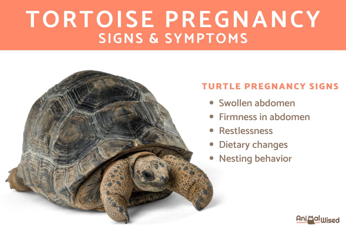 How to Know if Your Tortoise is Pregnant