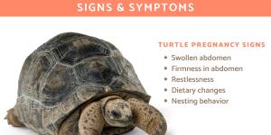 How to Know if Your Tortoise is Pregnant