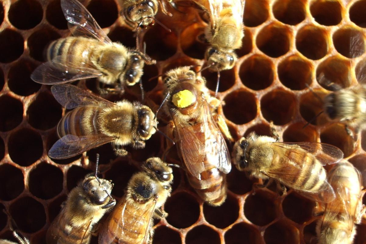 Most Common Bee Diseases