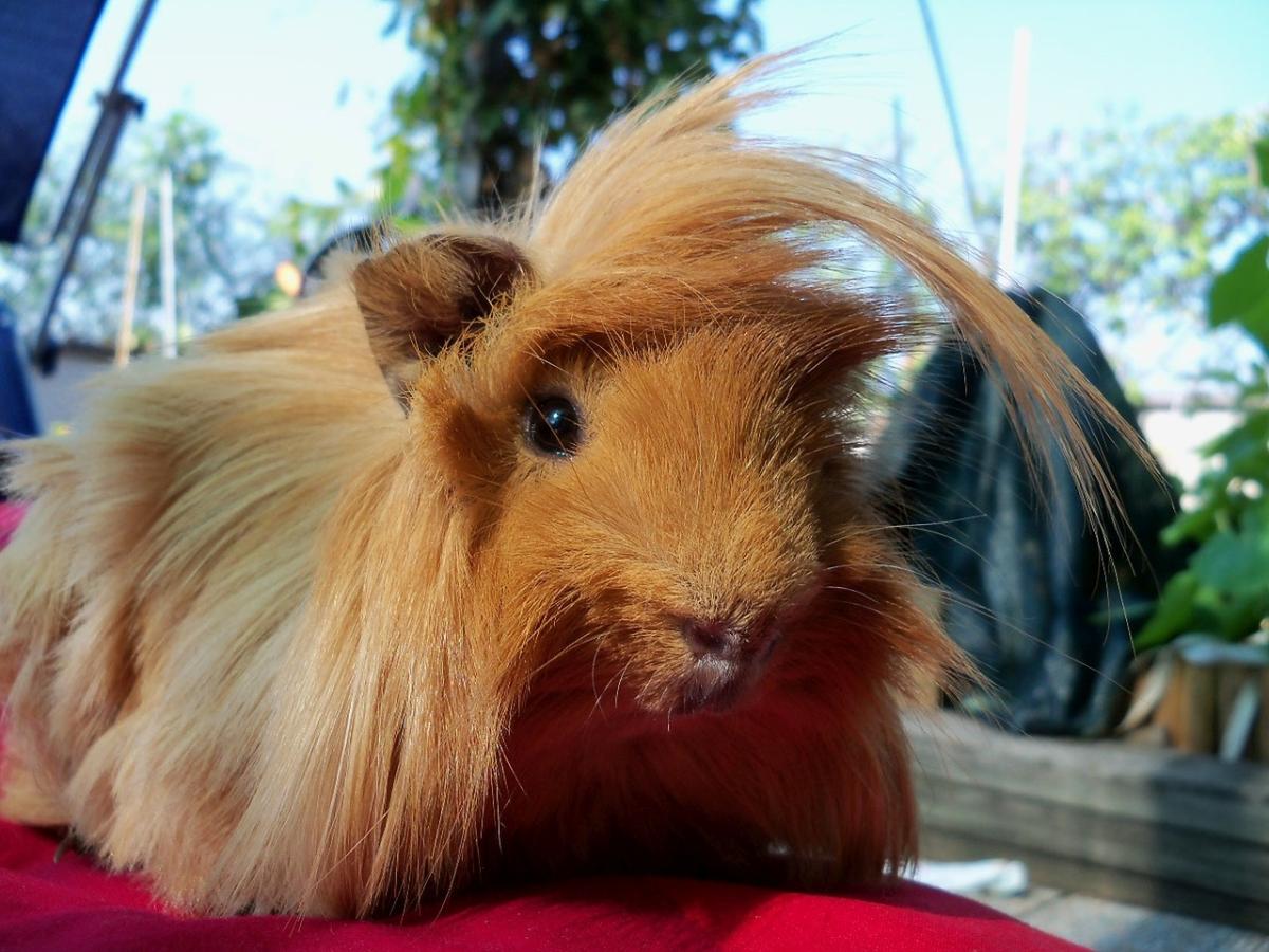 Peruvian Guinea Pig Facts