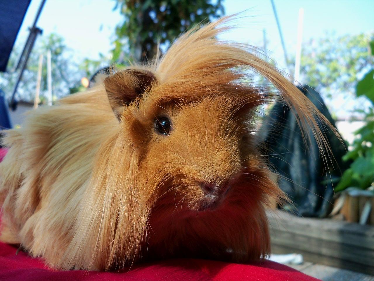 Long Haired Guinea Peruvian Guinea Pigs For Sale Near Me Peruvian