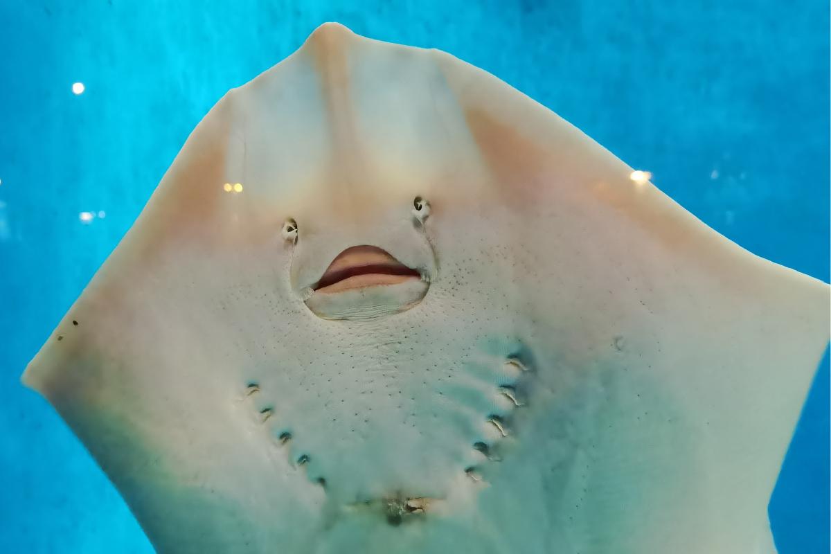 What Do Manta Rays Eat?