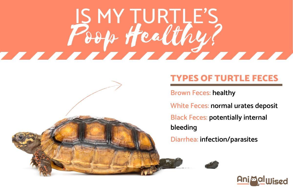 Is My Turtle's Poop Healthy?