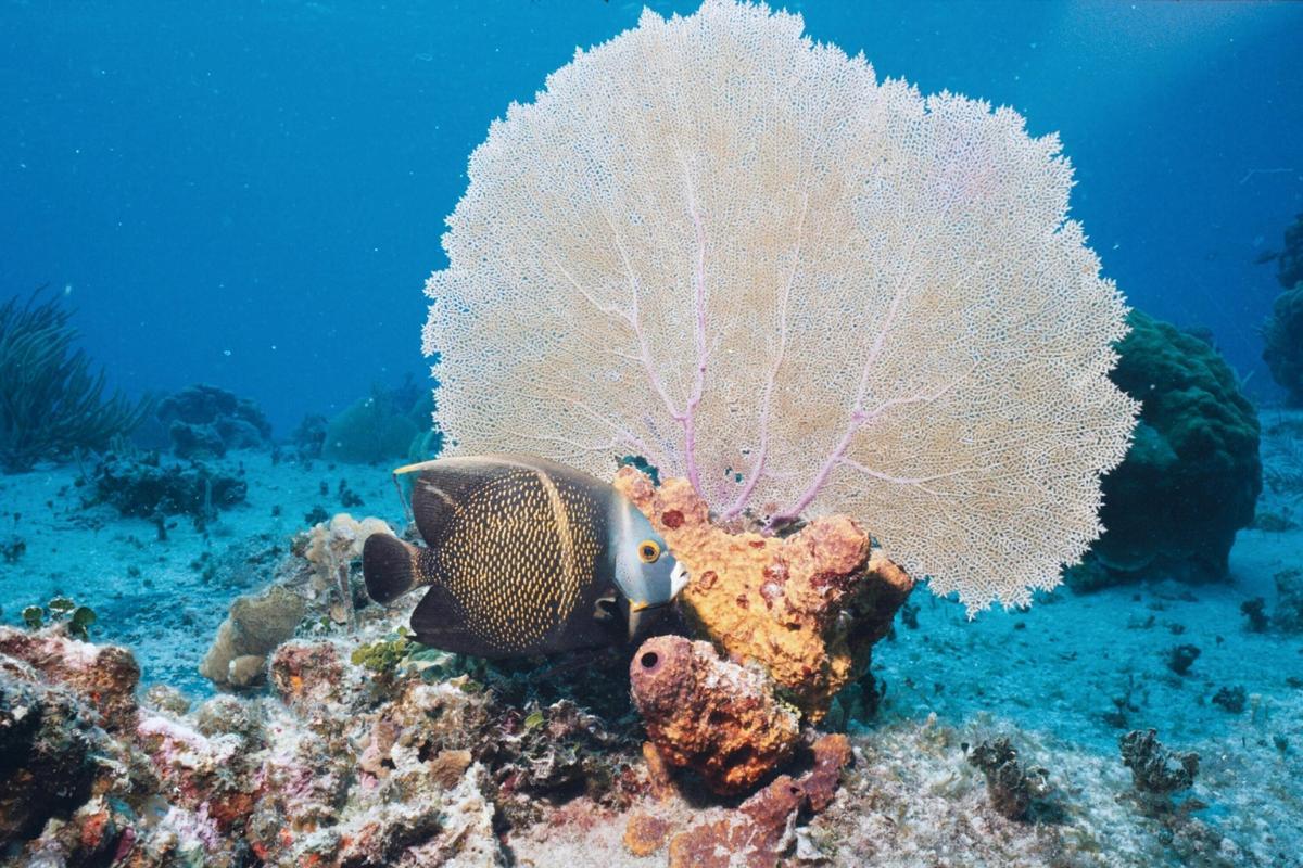 What Are Gorgonian Corals?