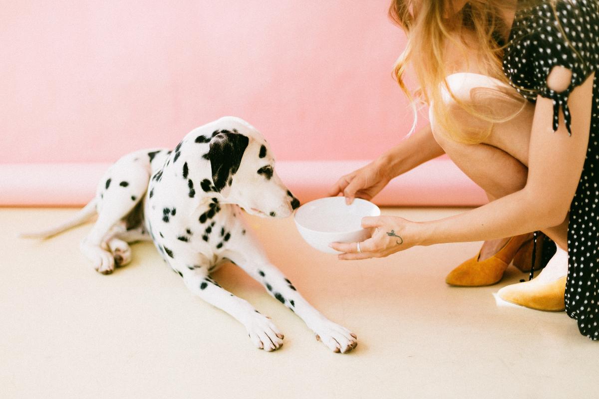 Why Does My Dog Only Eat Once a Day?