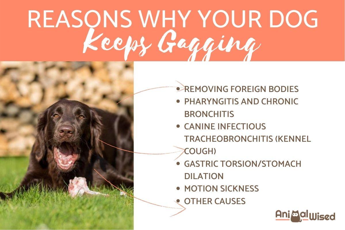 Why is My Dog Gagging All the Time?