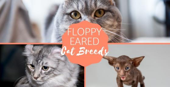 Floppy Eared Cat Breeds