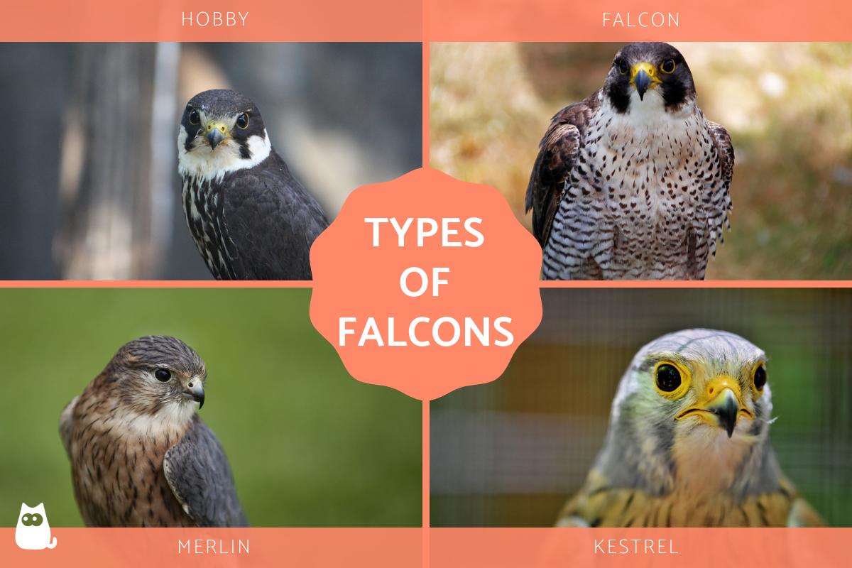 Types Of Falcons Species Names And Characteristics Types Of Falcons Species Names And Characteristics